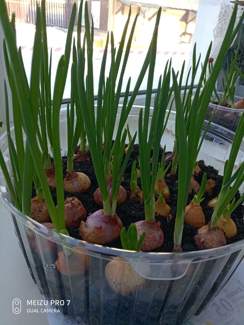 "ГРЯДКА НА ПОДОКОННИКЕ" - 2